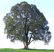 ein Baum